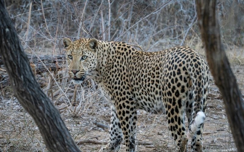 Leopards-Sands-Leopard